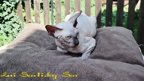 Kanadský sphynx kočky na prodej - 66603, Hradčany - Inzerát 14