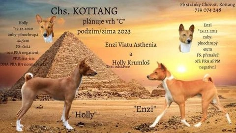 Basenji psi na prodej - 56184, Žamberk - Inzerát 13