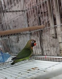 Agapornis hnědohlavý ptáci na prodej - 37802, Dolní Žďár - Inzerát 18