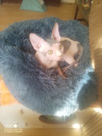 Kanadský sphynx kočky na prodej - 70800, Ostrava - Inzerát 8