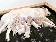 Zlatý retrívr psi na prodej - 32600, Plzeň - Inzerát 6